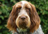 Harry the Spinone