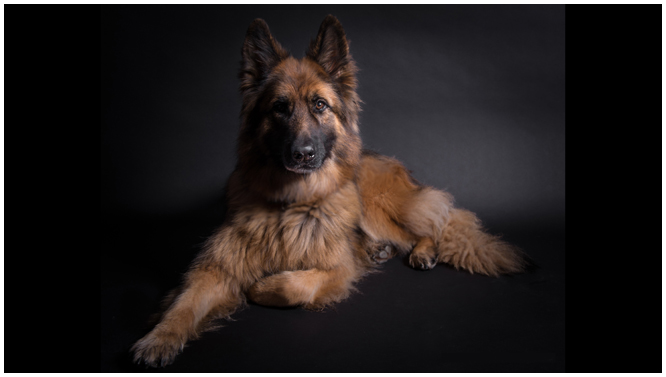 Janet Ardley Cumbria Dog Training Photo Gallery