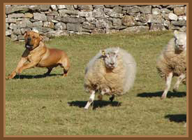 Janet Ardley of Cumbria Dog Training  - stop your dog chasing sheep